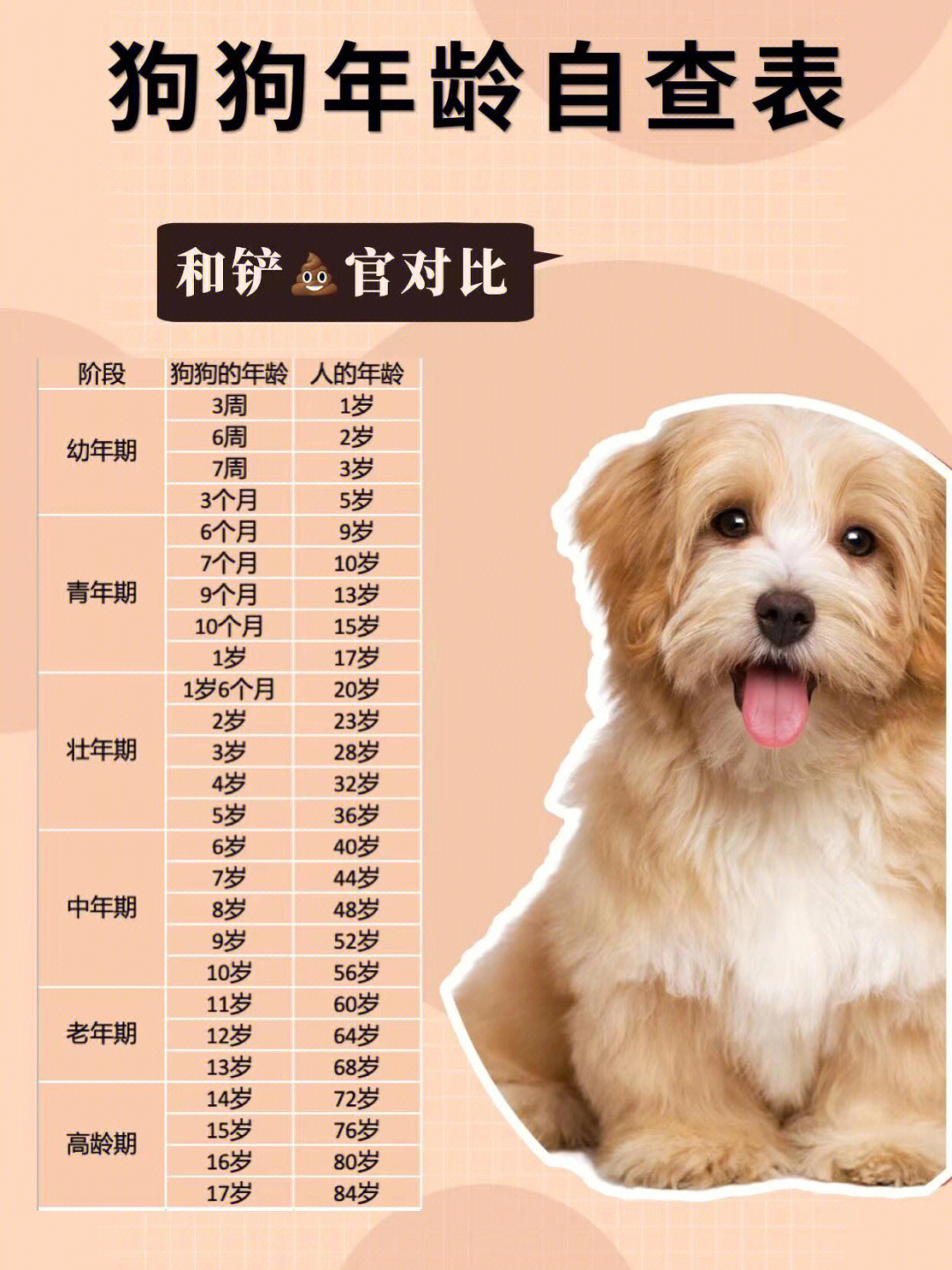 犬类年龄对照表图片