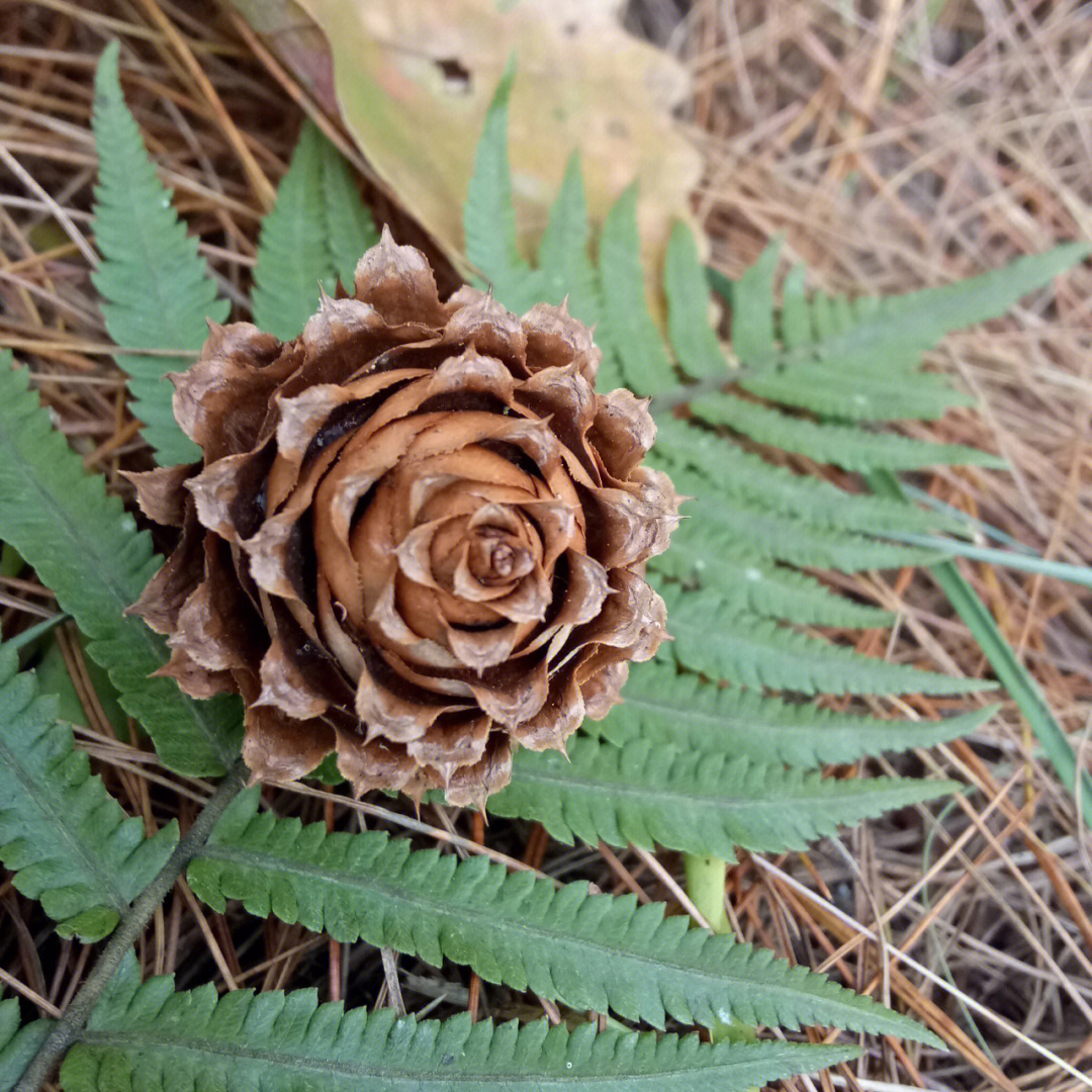 像玫瑰花的松果图片