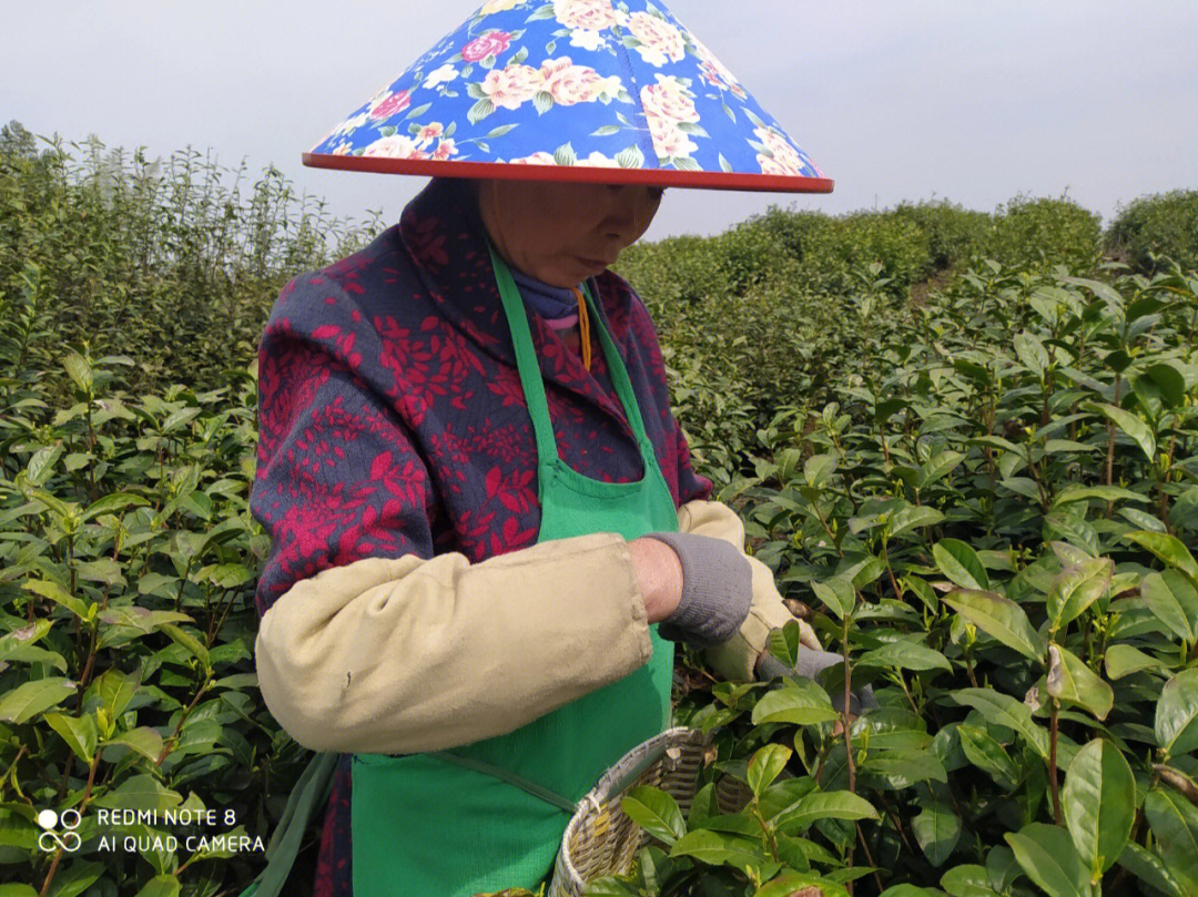 苍南老土茶创始人图片