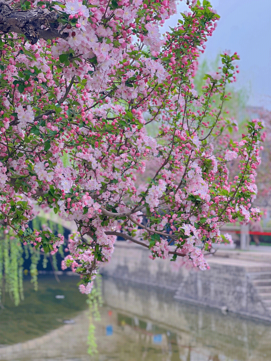 元大都海棠花花期图片