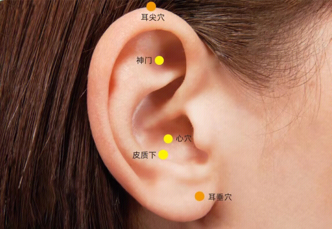 耳垂反射区图片
