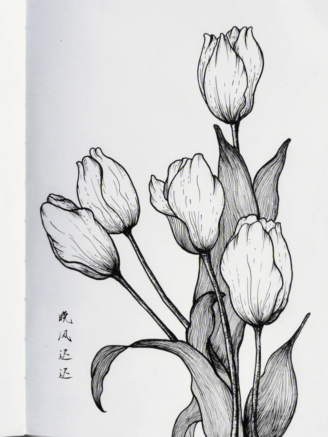 黑白线描画简单 花朵图片