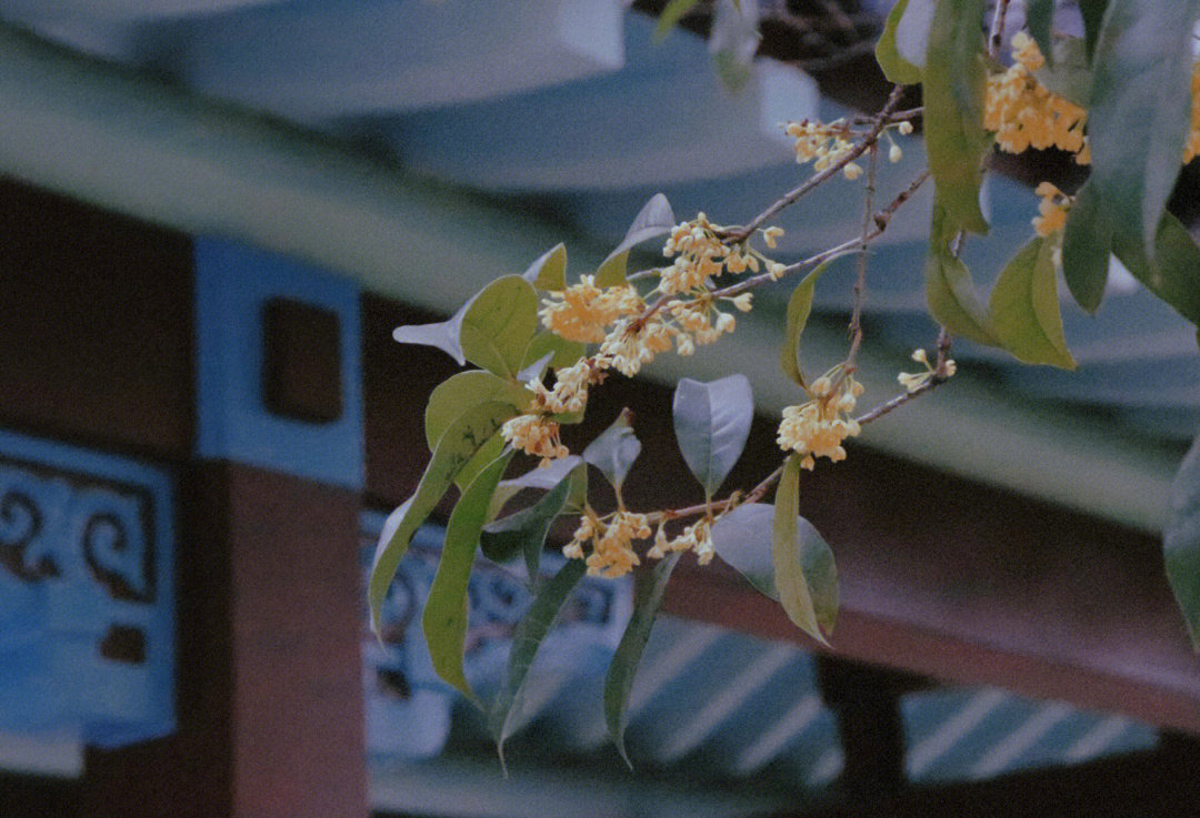 佛山花现随园图片