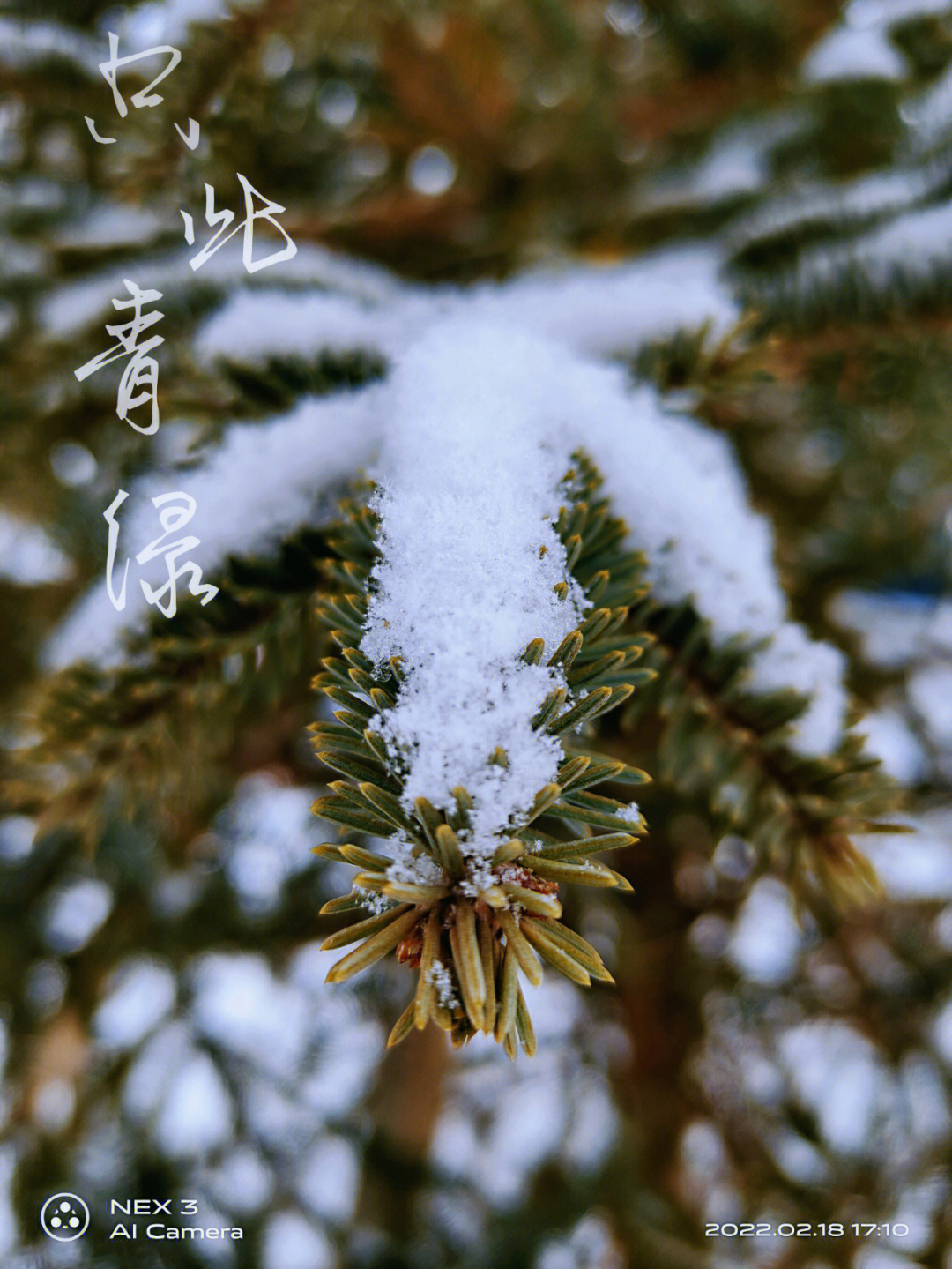 倒春寒与二月雪,让春又回到了冬,但,很美呀……