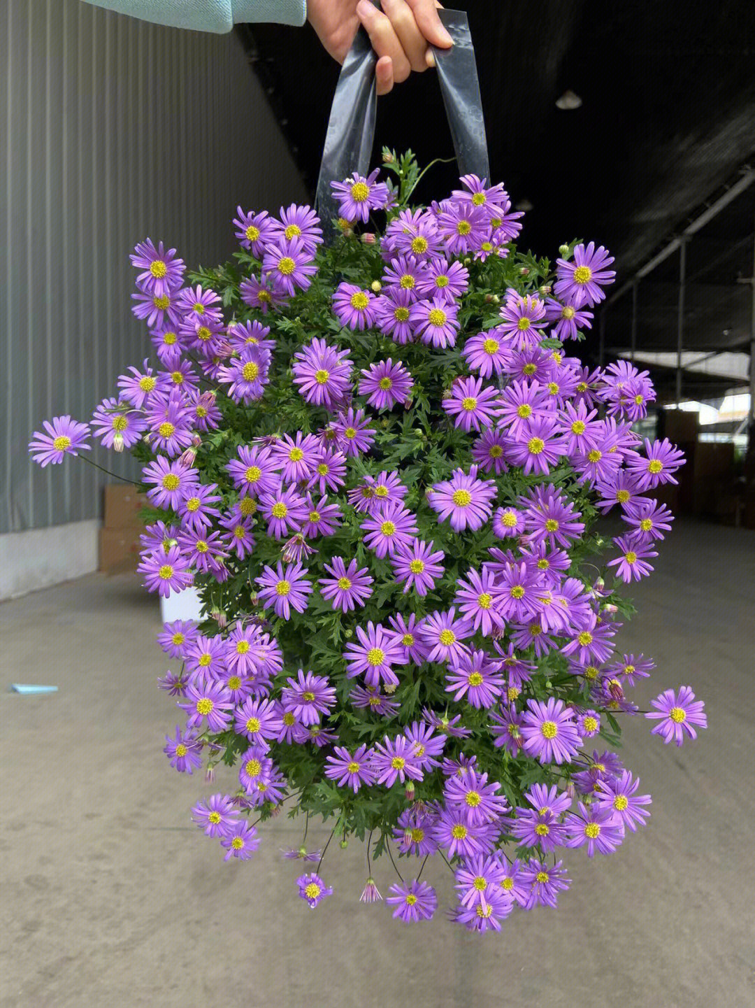 紫色姬小菊花语图片