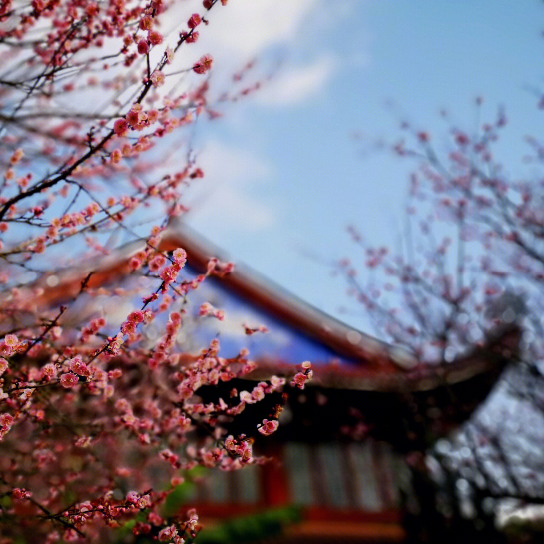 福州林阳寺梅花花期图片