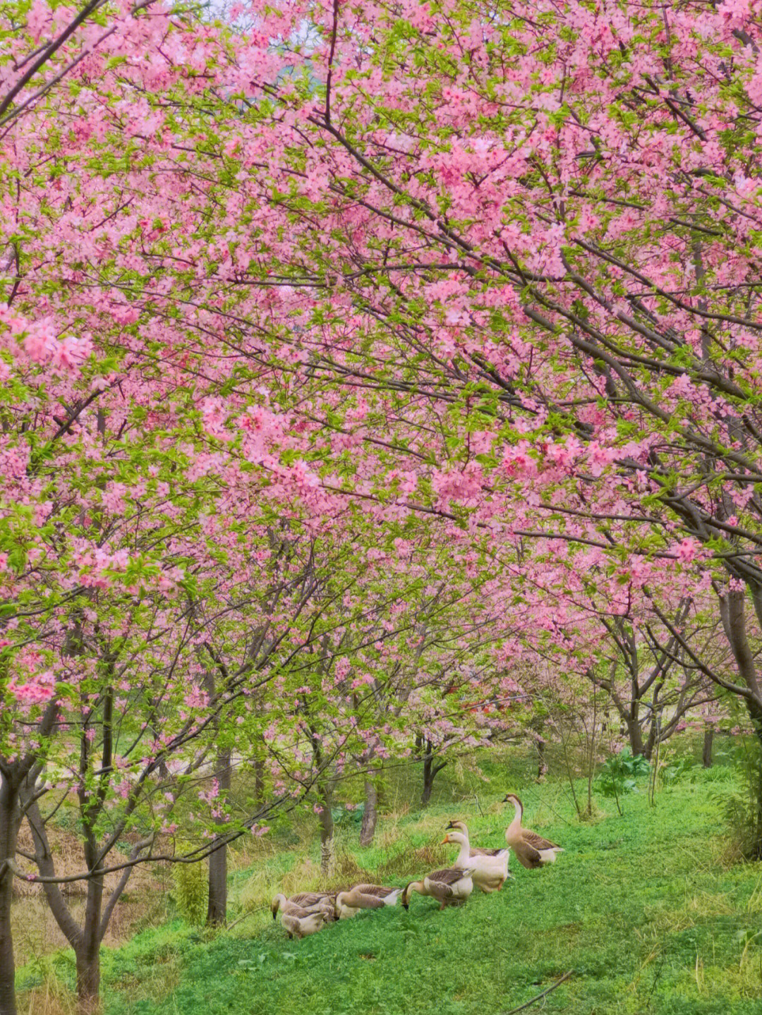 长沙赏樱聚集地