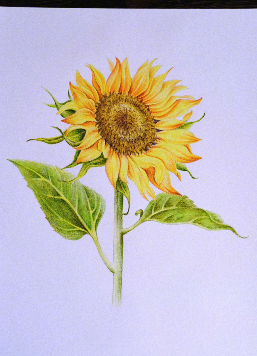 彩色铅笔画向日葵附步骤图