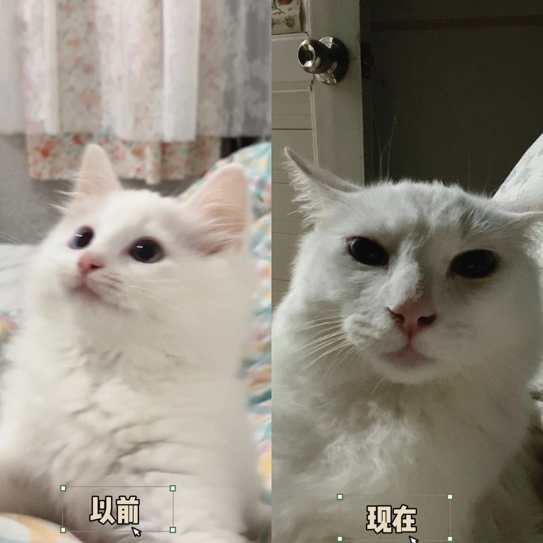 狮子猫尴尬期照片图片