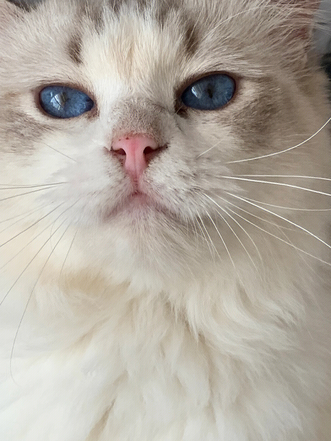 布偶猫眼睛色度图图片