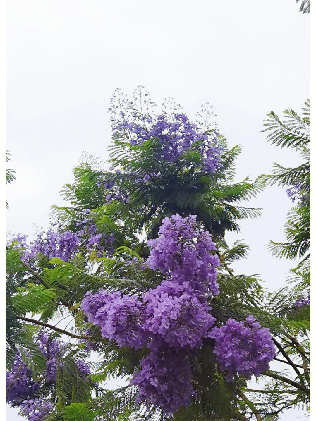 心心念念的蓝楹花