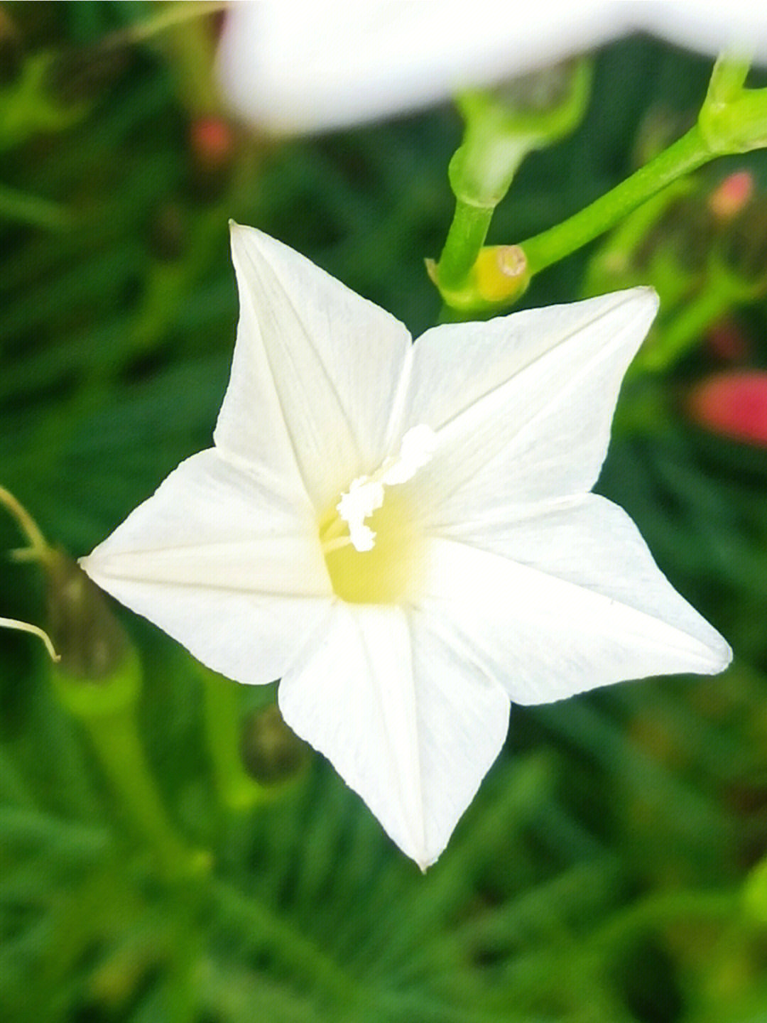 茑萝花的爱情花语图片