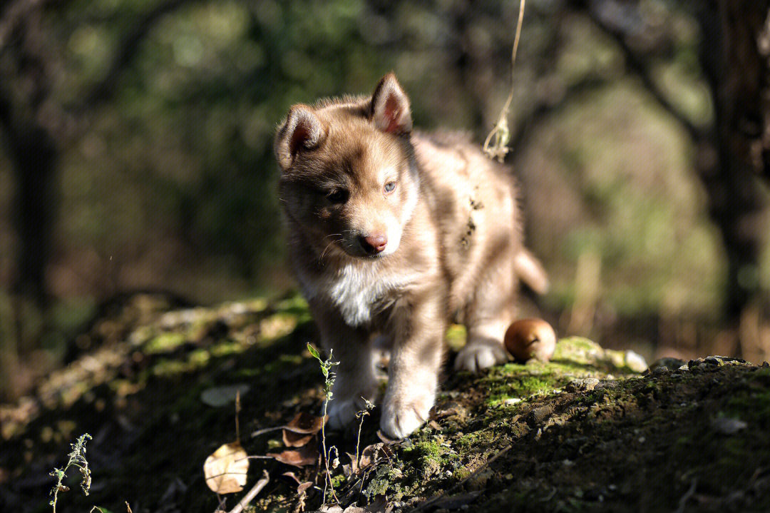 原始森林发现的一只小狼崽