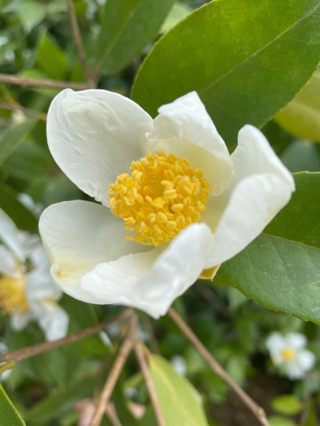 油茶花结构图图片