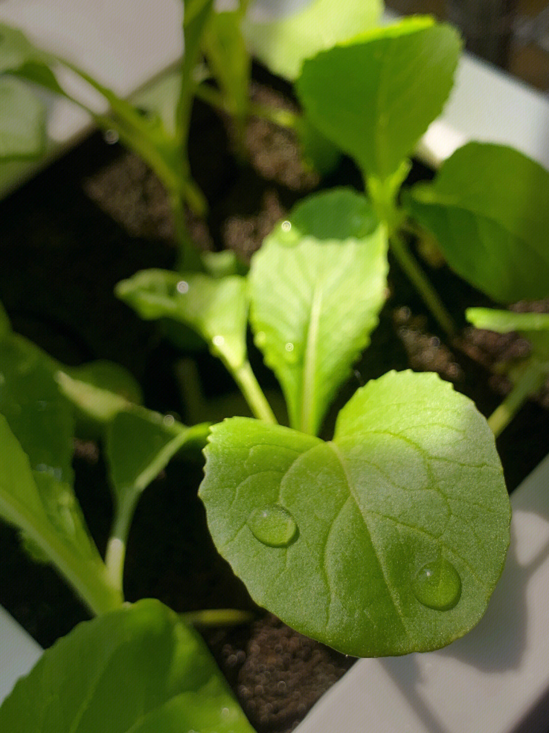 今日份浇过水的白菜02小水珠真可爱