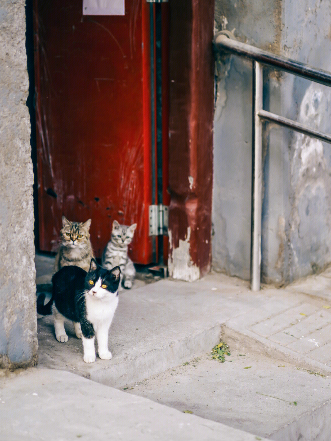 像旧巷子里的猫图片