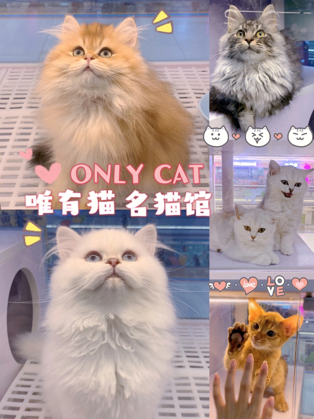 广州探店猫咪颜值高品种多正规猫舍安利