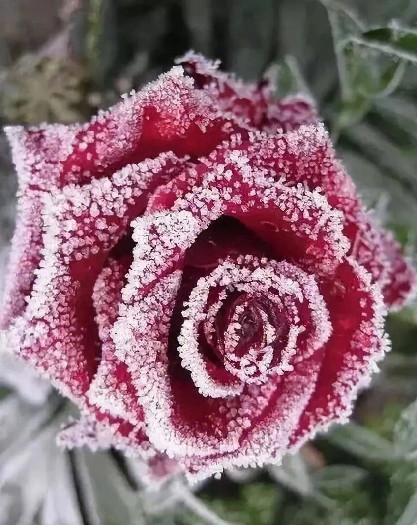 雪中对饮图片