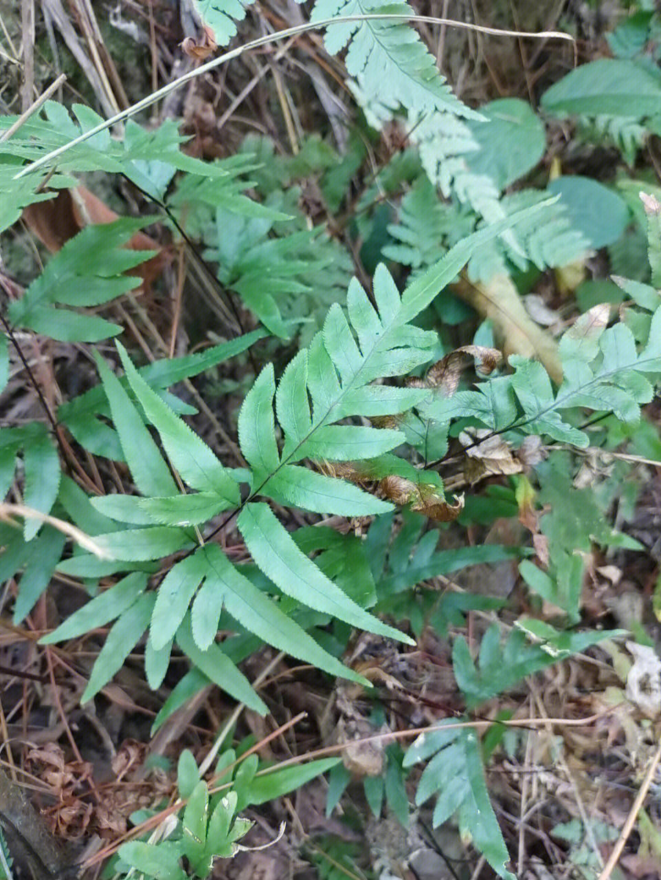 本土原生中草药材(20)骨碎补