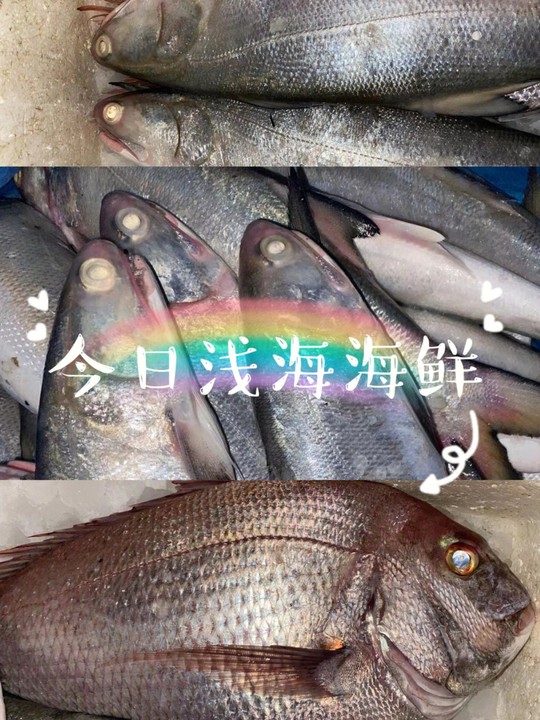 今日浅海海鲜大马友鱼大赤鯮鱼