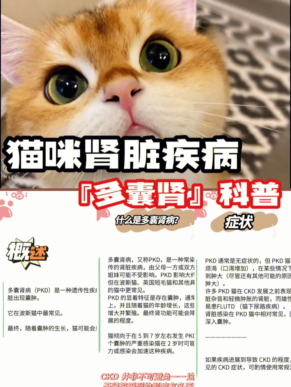 猫咪肾脏疾病多囊肾pkd科普