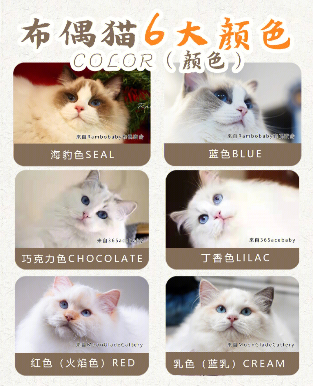 布偶猫颜色分类表图片