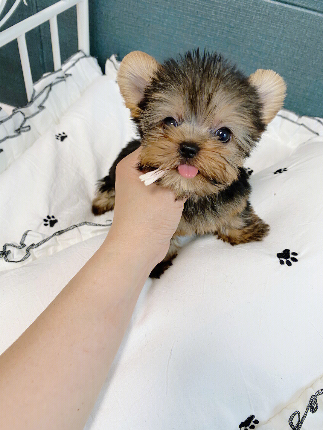 约克夏幼犬