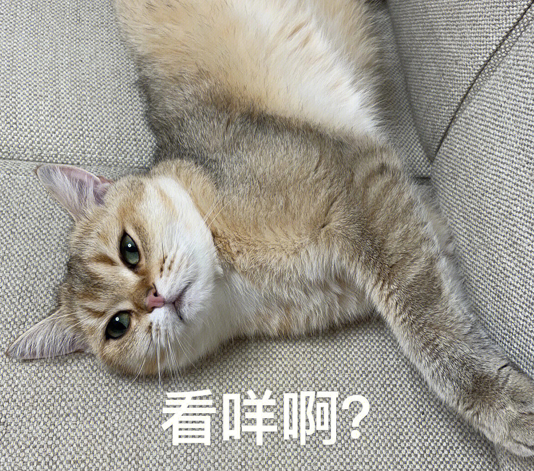 猫咪表情包做了一些我家小猫咪的表情包