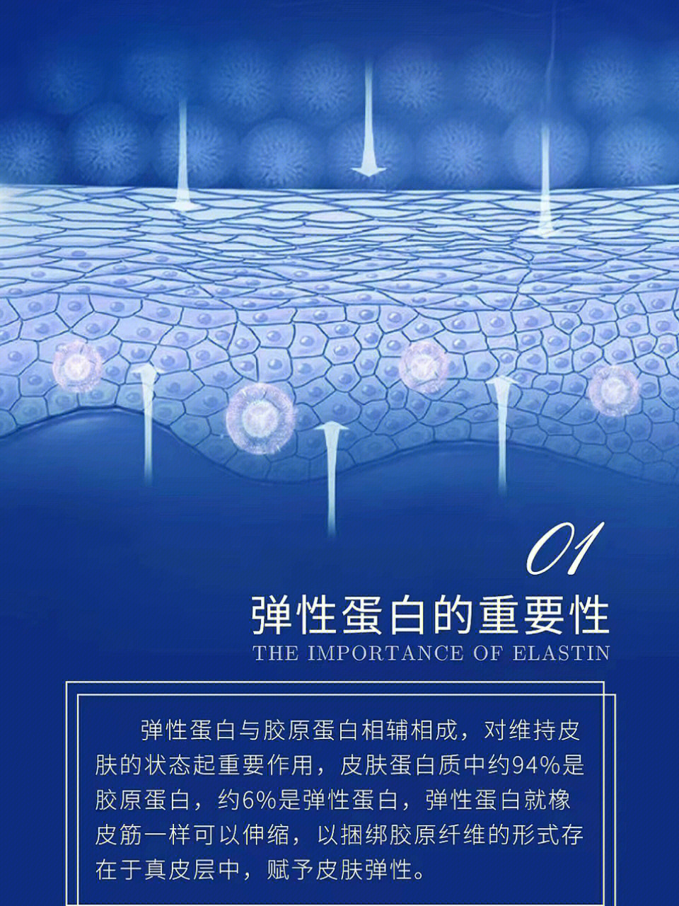 不补充弹性蛋白,皮肤就会缺乏弹性,同样会出现各种皮肤问题