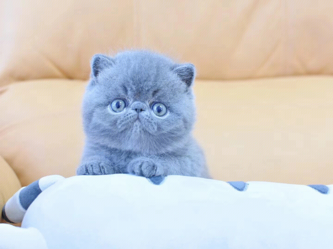 很纯的蓝色猫图片