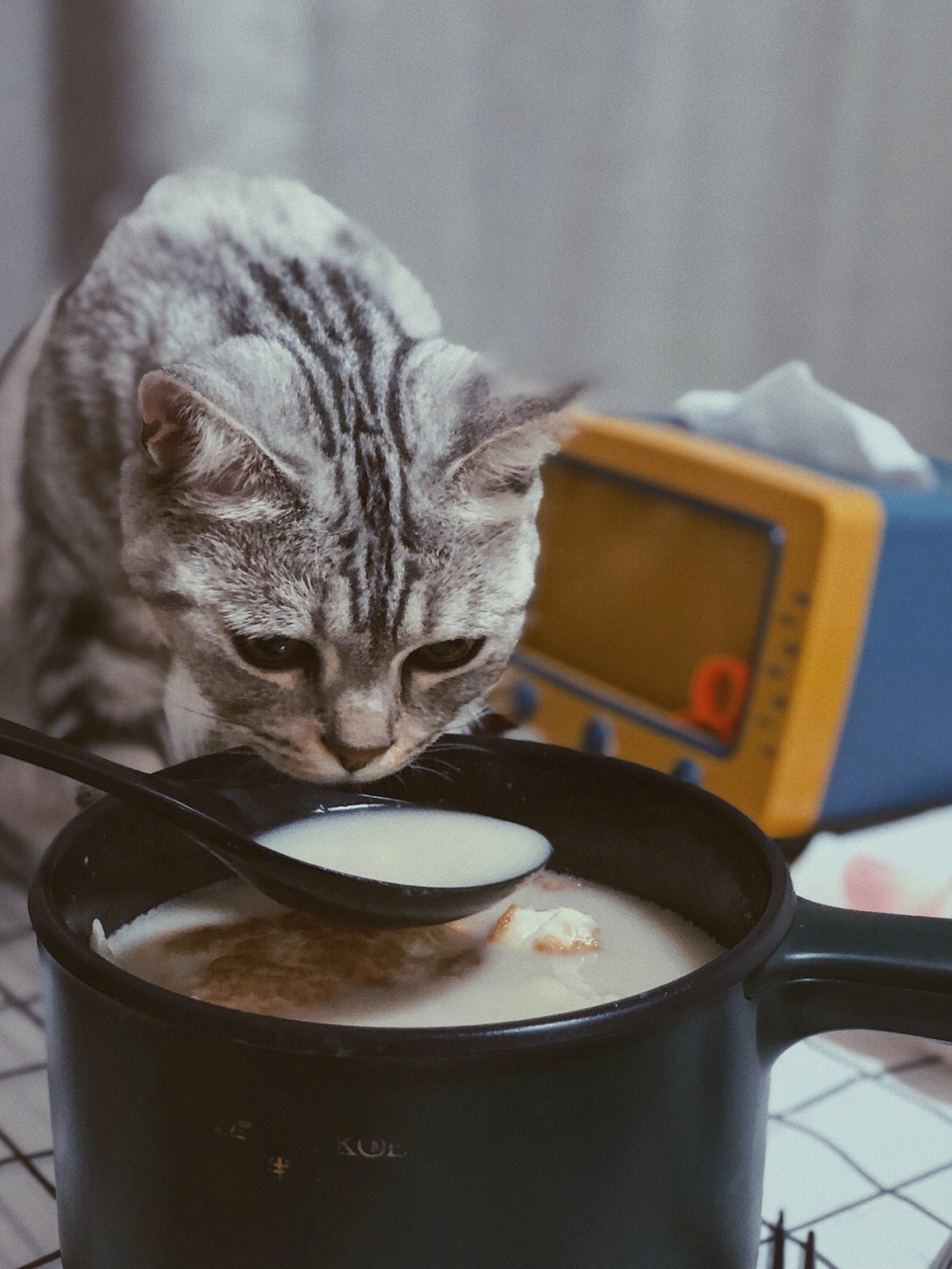 网红小馋猫照片图片