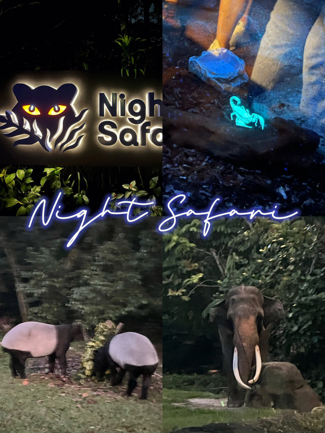 夜间动物园游记图片