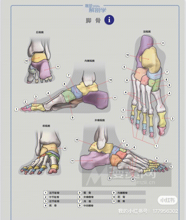 脚部解剖学