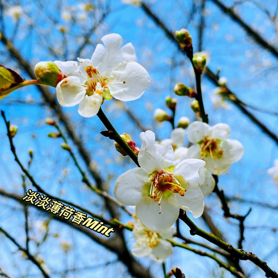 金山公园青梅花已盛开