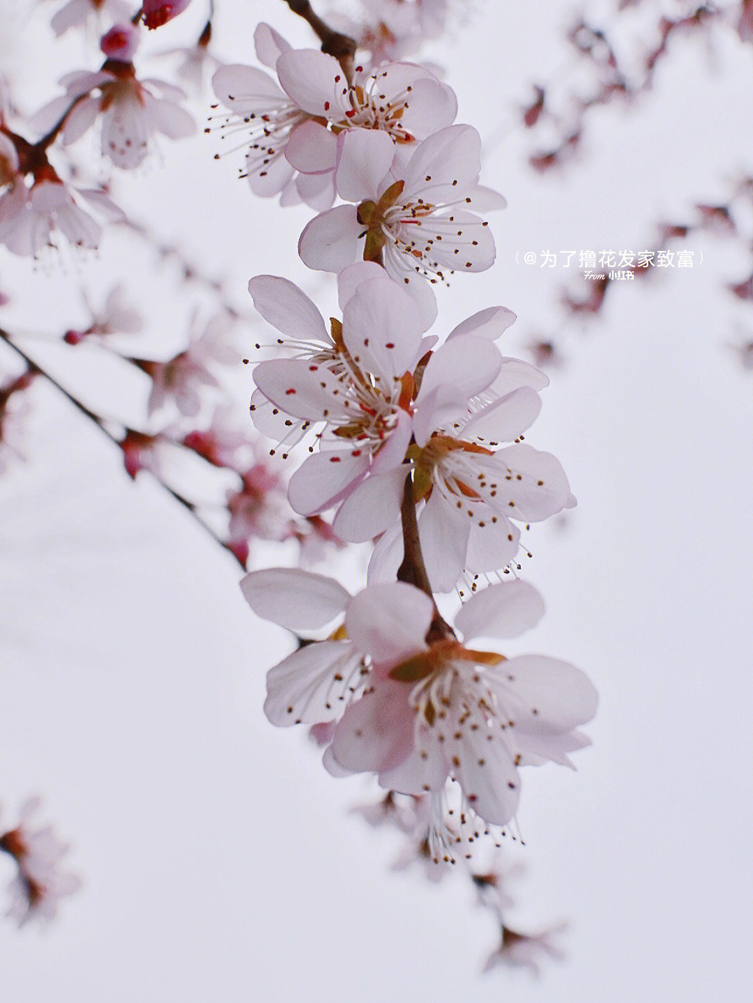 樱花桃花傻傻分不清楚