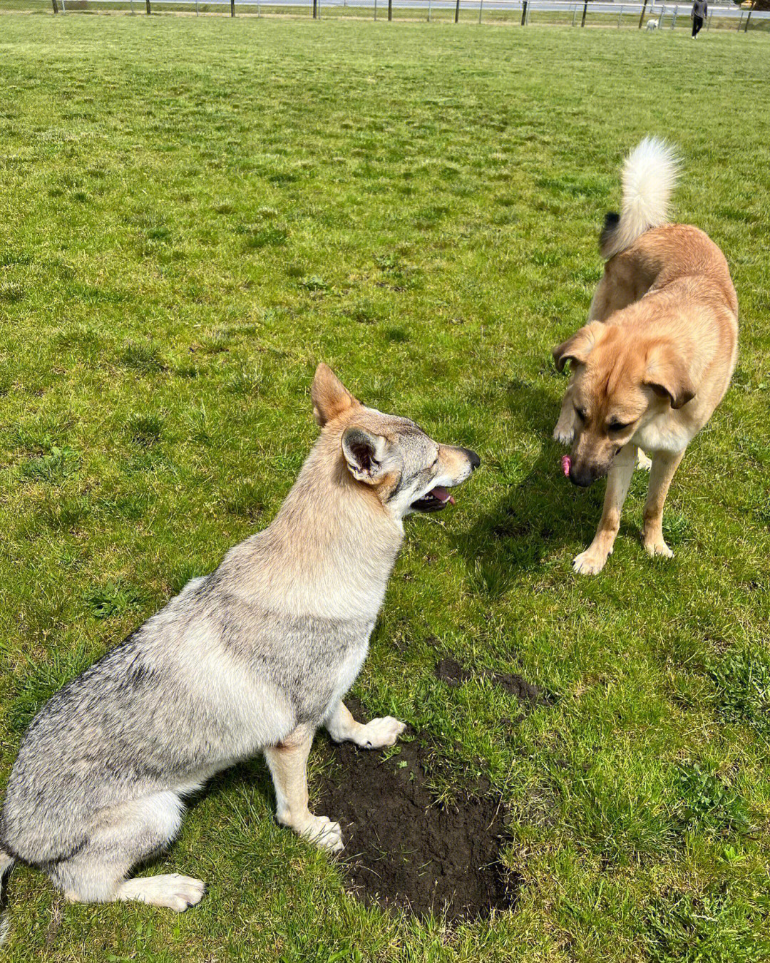 带着混血土狗去放风终于见到捷克狼犬一整个爱住了#温哥华生活