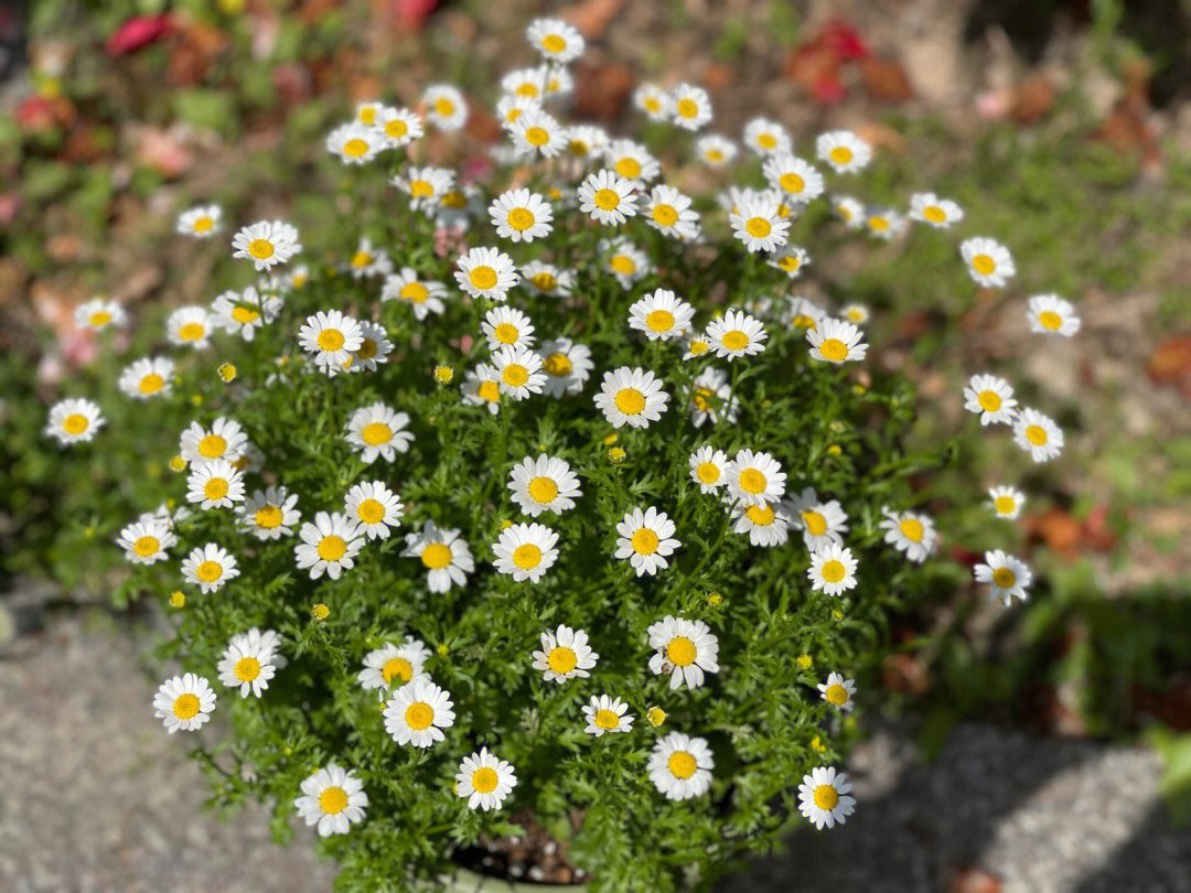 白晶菊花束图片