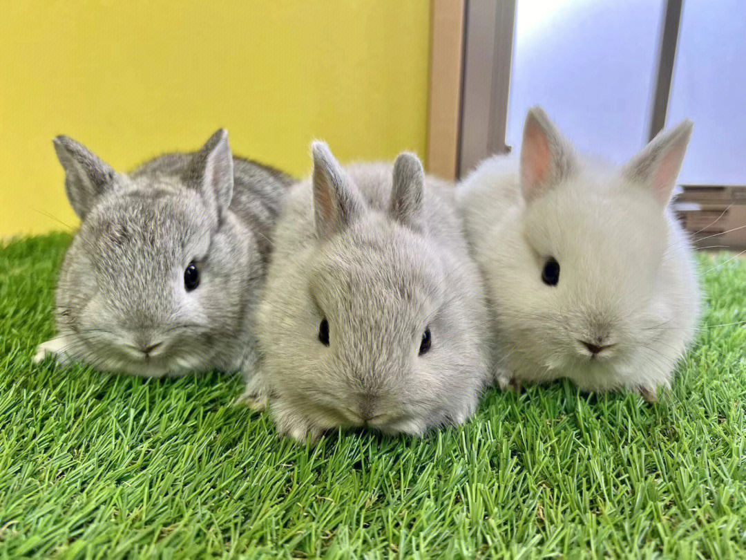 可爱安静的侏儒兔大阪小宠店欢迎预定