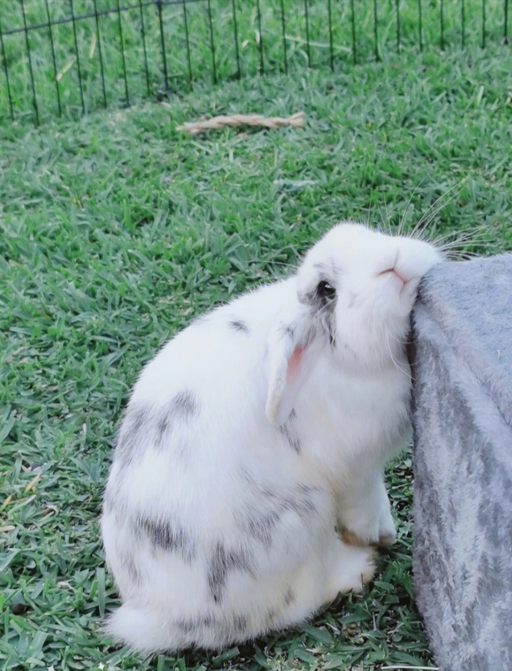 悉尼养兔|mini lop 折耳兔