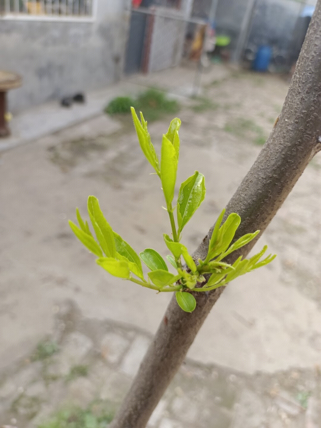 家里的小院,枣树刚刚发芽,院子外面的梧桐开的正好