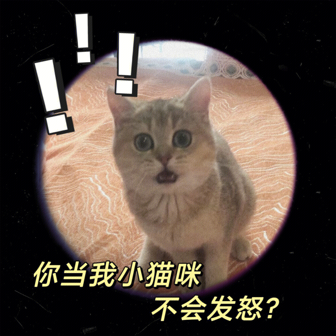 谁会拒绝一只睡觉翻白眼的小猫咪呢