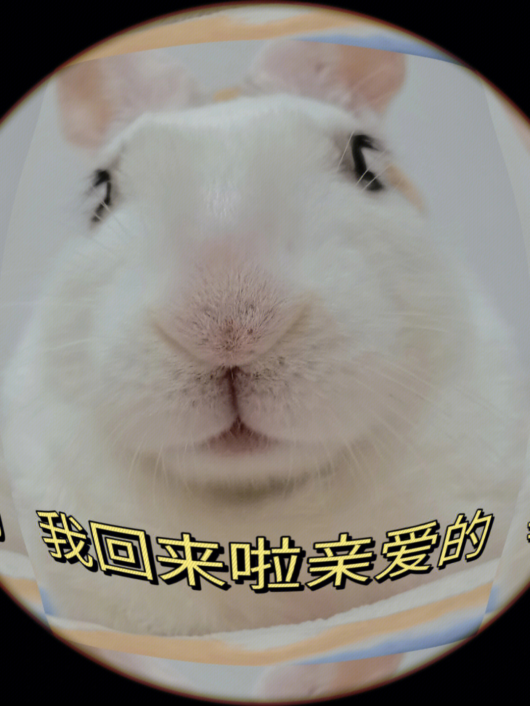 兔兔表情包