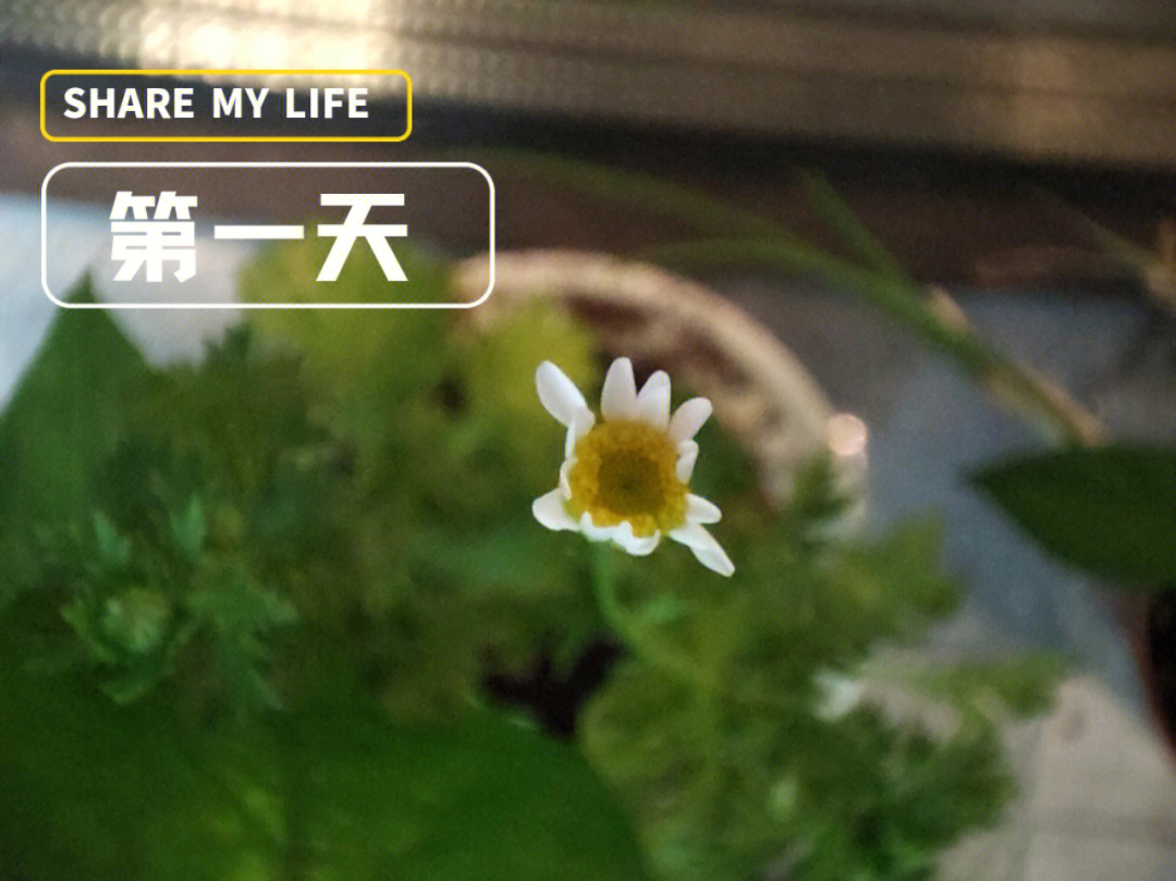 小雏菊生长过程图图片