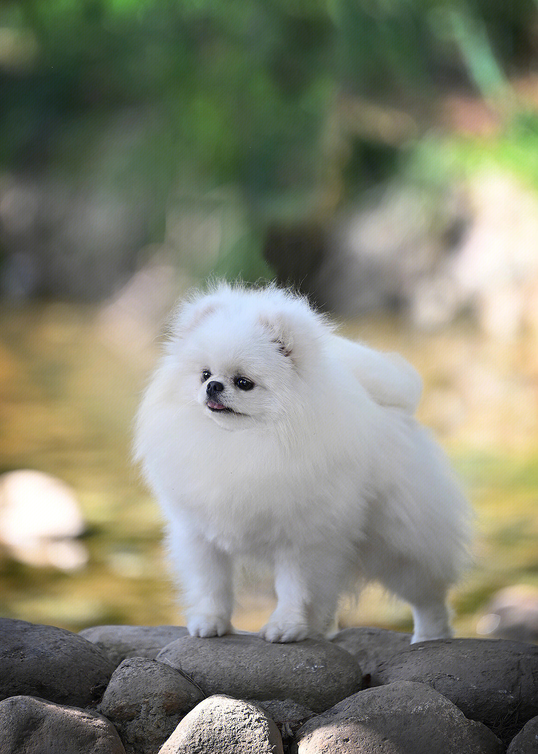 博美赛级犬冠军图片图片