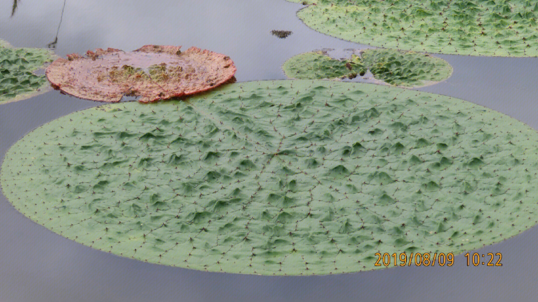 芡实睡莲科芡属一年生水生草本植物