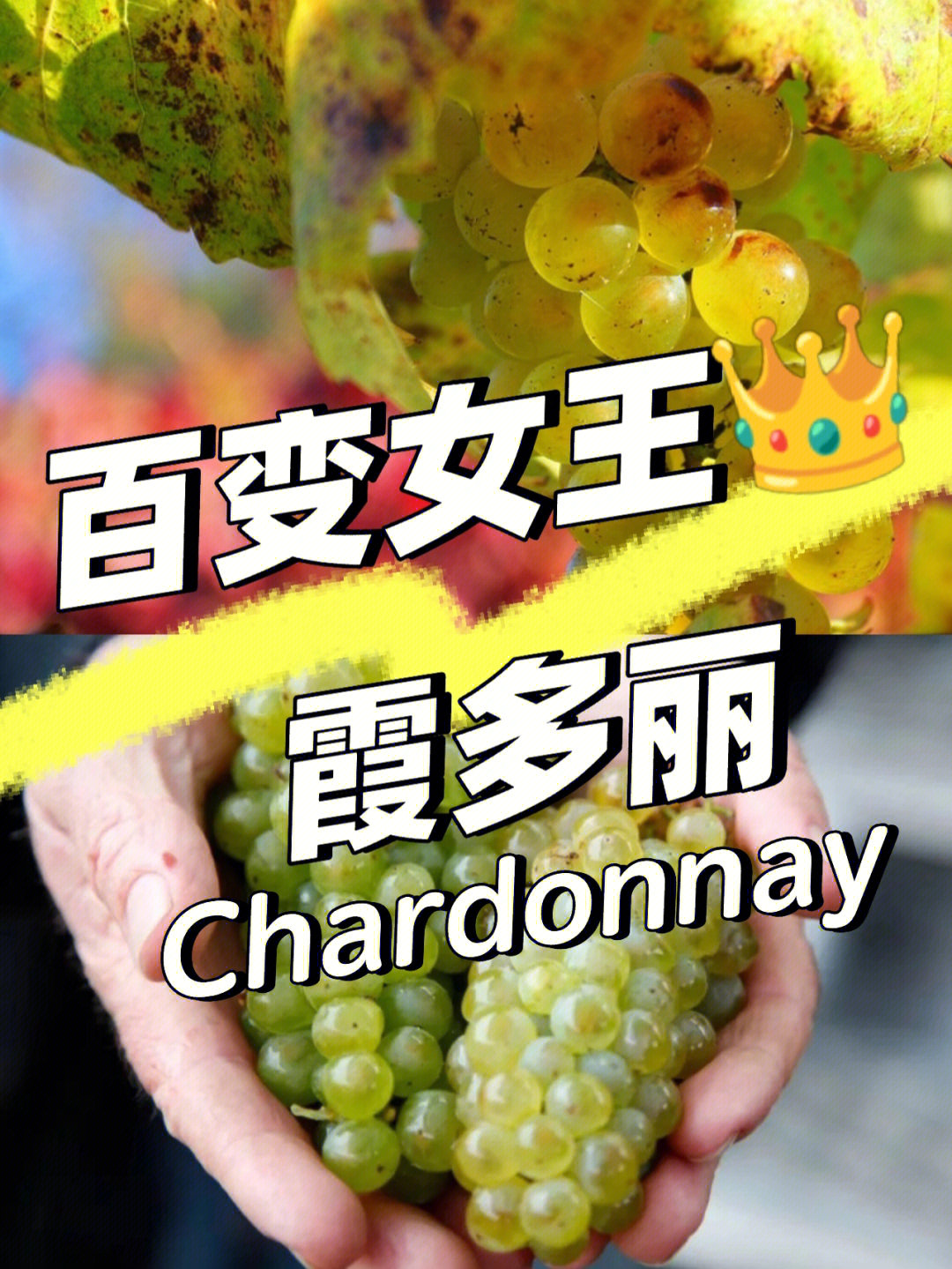 百变女王霞多丽chardonnay