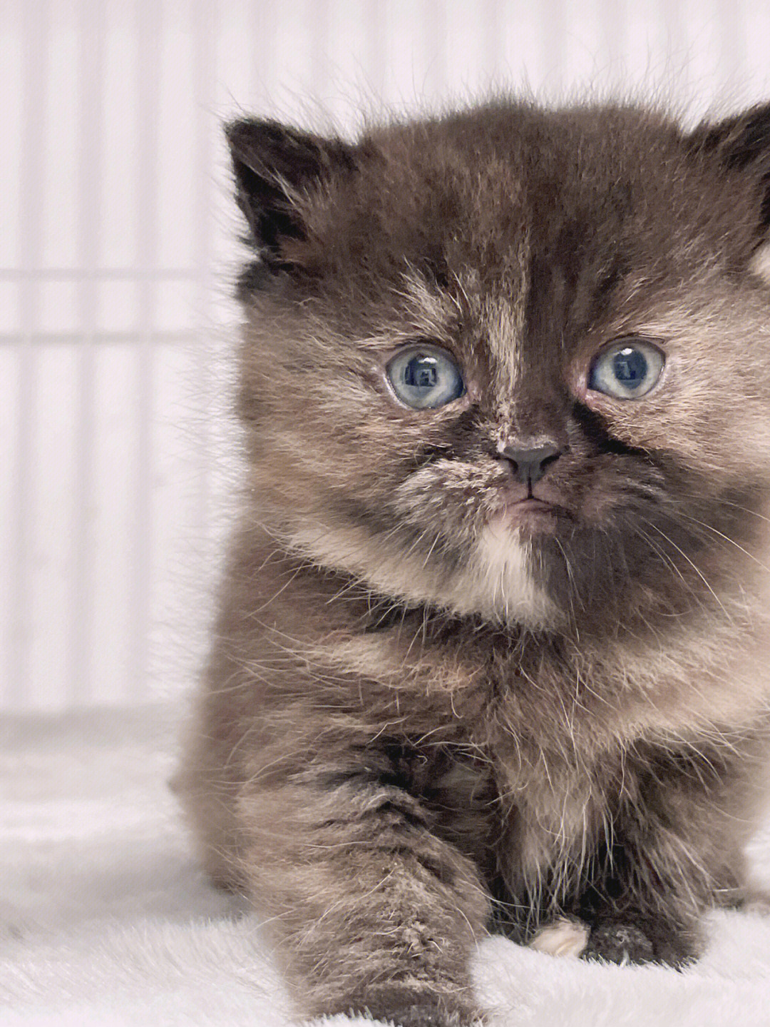 蓝眼睛的玳瑁猫图片