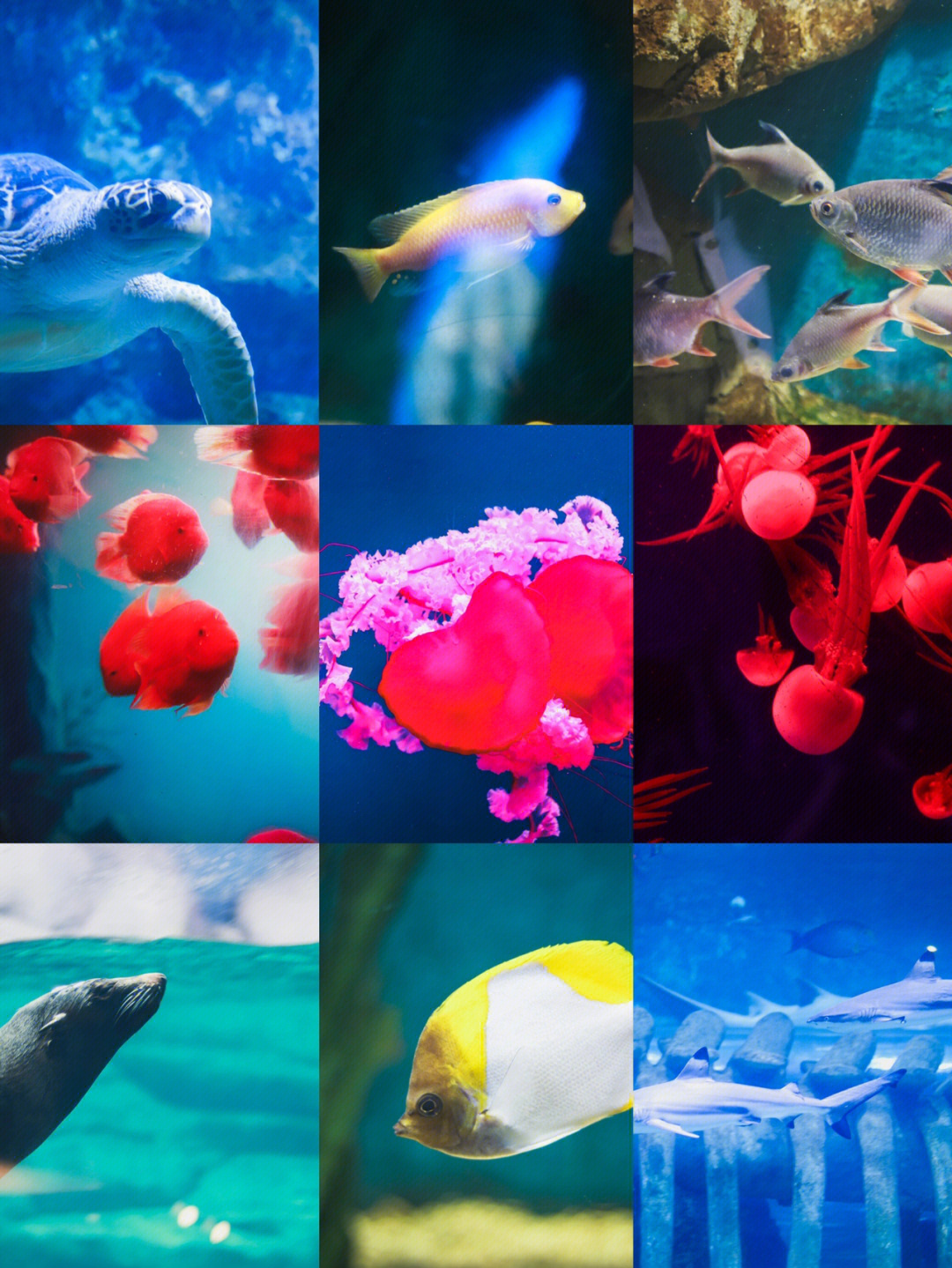 海底世界的鱼类名称图片