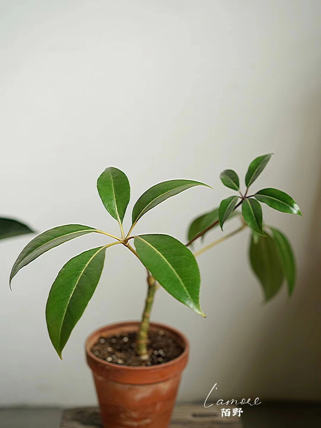 大叶伞开花图片图片