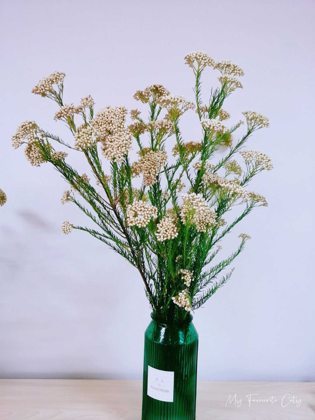 又名:爆米花,小雪球植物分类:菊科原产地:澳大利亚花语:喜悦米花的